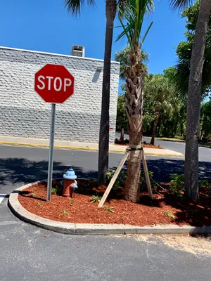 Parking island with fresh red mulch and young palms beside a stop sign