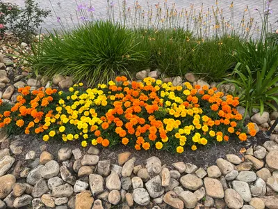 Orange and yellow marigolds planted above a river-rock border