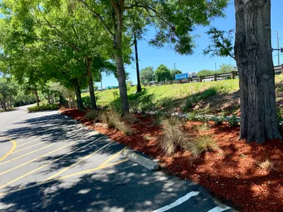 Fresh red mulch bed beneath trees along a curving parking lot