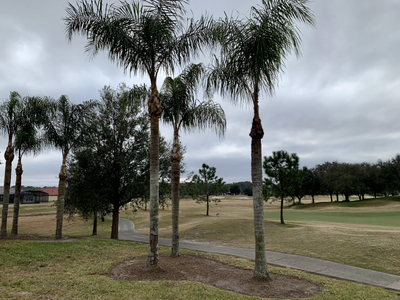 Row of trimmed palms on a lawn beside a golf course
